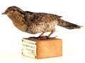 Eurasian wryneck