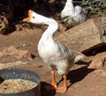 White Chinese goose