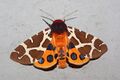 Garden tiger moth, Arctia caja, displays startling bright pattern of black spots on orange-red hindwings. The insect is bitter-tasting, so the pattern may be aposematic as well as deimatic.