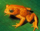 The species Bufo periglenes (Golden Toad) was last reported in 1989