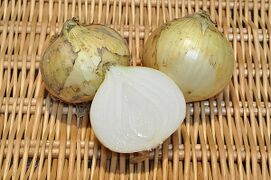 Food storage leaves in an onion bulb