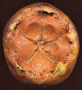 Fivefold symmetry can be seen in many flowers and some fruits like this medlar.