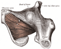 The obturator externus.