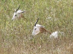 Addra gazelle at Binder Park Zoo, Battle Creek, Michigan, U.S.