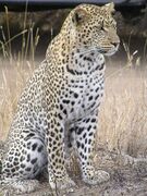 Leopard, Panthera pardus pardus