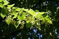 Tilia flowers