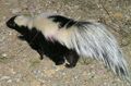 Striped skunk, Mephitis mephitis, displays prominent lighter markings against black, with raised bushy tail, honestly advertising its squirting scent glands.