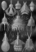 Radiolaria drawn by Haeckel in his Kunstformen der Natur (1904).