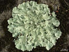 Roughly circular lichen composed of many small, leafy, green segments