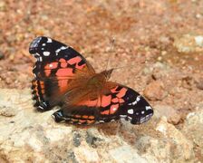 Vanessa myrinna, banded lady