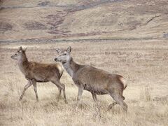 Two hinds in the Highlands