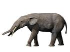 Gomphotherium angustidens