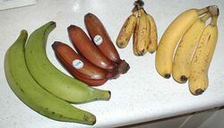 Photo of four several large green, smaller red, very small yellow, and medium-sized yellow bananas