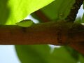 Close-up of head of O. fulgidus ("culebra chocoya", locally), in El Crucero, Managua, Nicaragua.