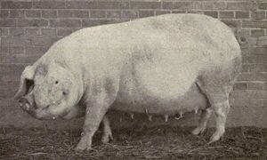 old photograph of a fat pale sow, her ears hanging forward over her face