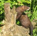 European mink