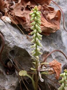 Umbilicus intermedius, the common pennywort