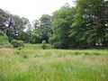 Overgrowth surrounds the two ponds behind Anneville