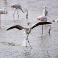 Greater flamingoes at Al-Wathba Wetland Reserve