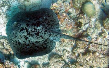 Overhead view of a stingray on a reef, showing its nearly circular shape