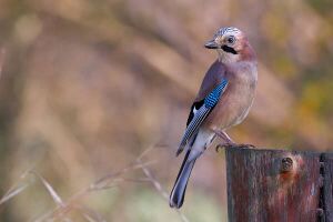 A Eurasian jay at the trunk of a tree