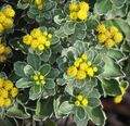 Overhead view of flowers in cultivation