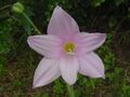 Zephyranthes robusta (syn. H. robustus)