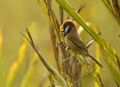 Black-breasted parrotbill at Manas National Park, Assam, India