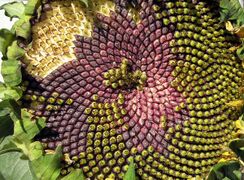 Fermat's spiral: seed head of sunflower, Helianthus annuus